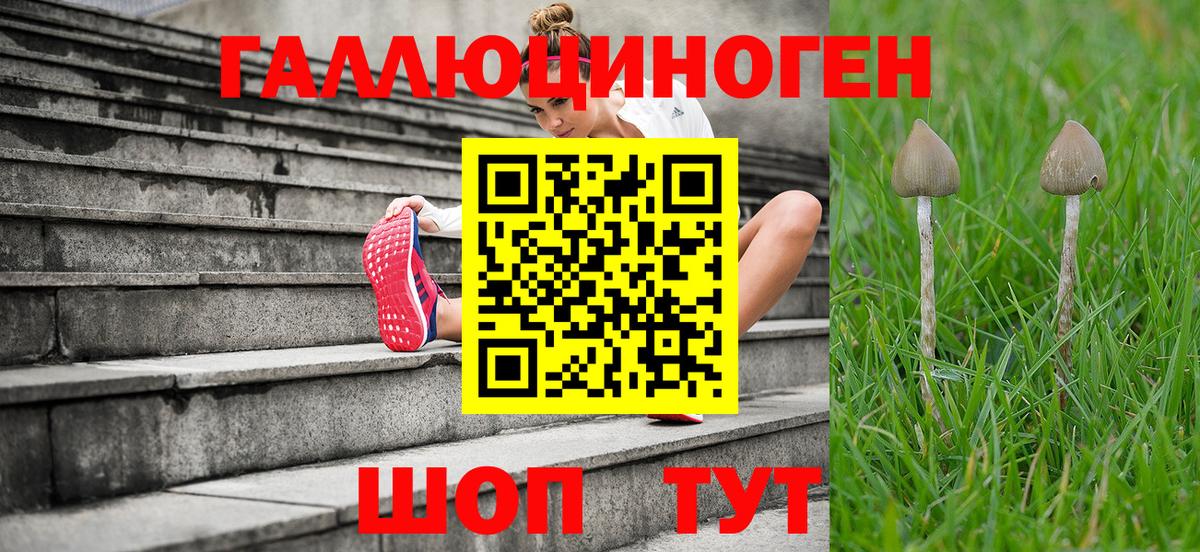 Псилоцибиновые грибы Psilocybine cubensis Красноуфимск